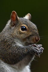 Squirrel portrait 