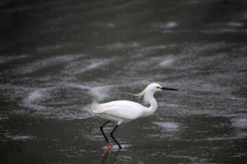ave garça branca pequena -   Egretta thula 