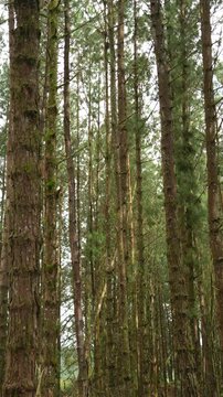 naturaleza colombiana