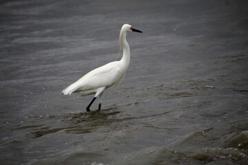 ave garça branca pequena -   Egretta thula 