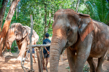Fototapeta premium Elephants in the outdoors in Krabi Thailand