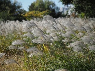 Fototapeta premium 穂を垂れるススキの野原
