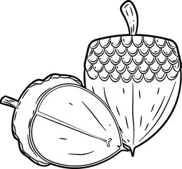 Acorn cross section style hand drawn vector