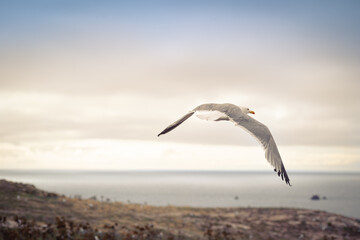 Seagull Flying Over the Berlengas Islands, Portugal
