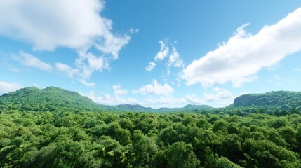 Lush green forest landscape