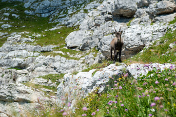 Ibex in the Julian Alps, Slovenia