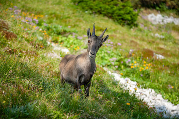 Ibex on a Mountain Slope in the Julian Alps, Italy