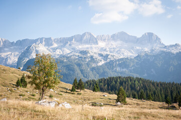Mountain Landscape with Trees in the Julian Alps, Italy