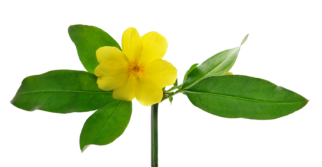 Allamanda yellow flower isolated on white background