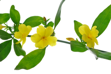 Allamanda yellow flowers isolated on white background