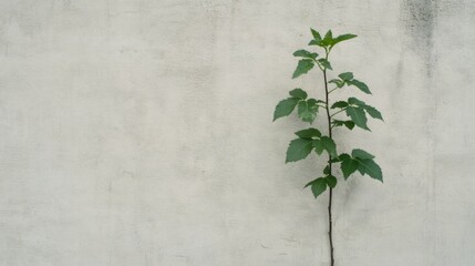 Small plant growing from a crack in a concrete wall.