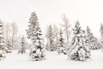White winter wonderland in the coniferous forest with spruce and poplar trees in hoarfrost and the ground covered with snow