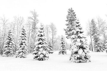 Fototapeta premium White winter wonderland in the coniferous forest with spruce and poplar trees in hoarfrost and the ground covered with snow
