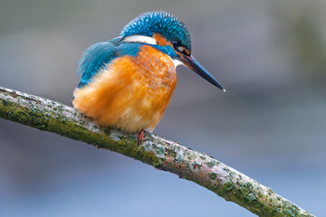 Eisvogel im Herbst, Winter auf einem Ast / Vogel / Kingfisher