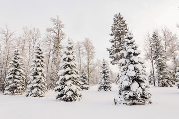 White winter wonderland in the coniferous forest with spruce and poplar trees in hoarfrost and the ground covered with snow