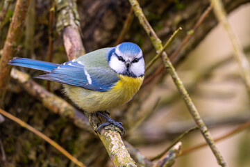 Blaumeise (blue tit) im Herbst, Winter auf einem Ast / Vogel
