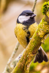 Kohlmeise im Winter auf einem Ast / Vogel