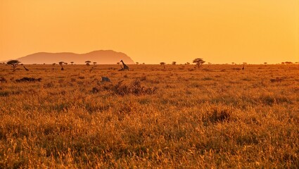 Obraz premium Vibrant savanna sunrise with giraffes and zebras amid golden grass and acacia trees