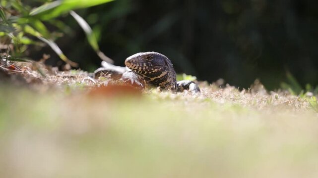 LAGARTO OVERO TOMANDO SOL