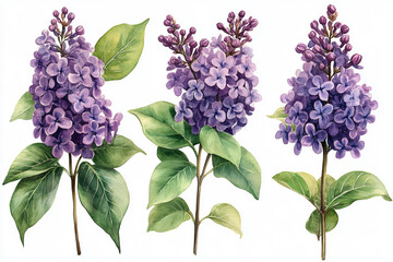 Spring lilac flowers, watercolor on white background