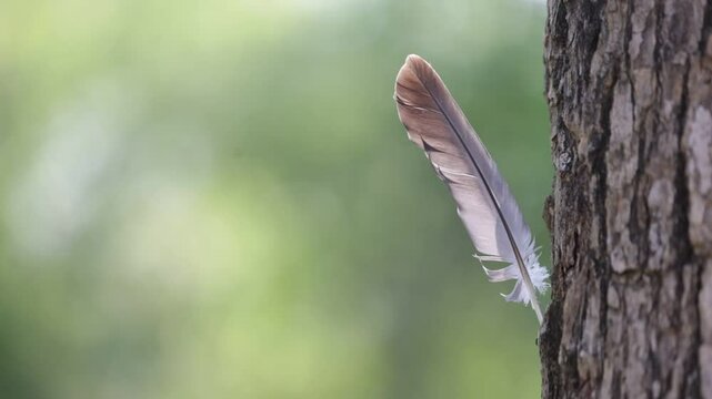 PLUMA DE PALOMA