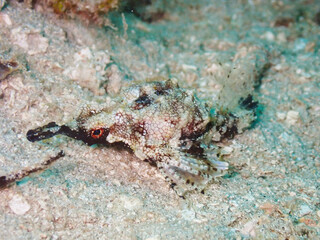 Macro shot of sea creature at Gili trawangan,Lombok