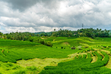 Beautiful rice field in Pupuan Bali Indonesia