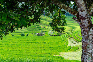 Beautiful rice field in Pupuan Bali Indonesia