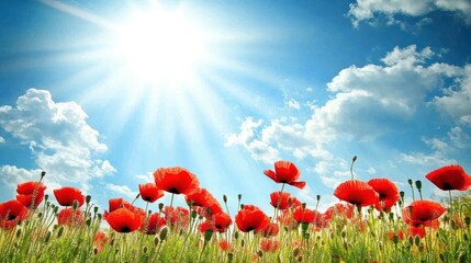 Obraz premium Radiant Poppies Under a Summer Sky: A breathtaking view of a vibrant poppy field bathed in sunlight, showcasing the beauty of nature.