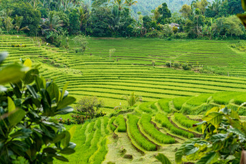 Beautiful rice field in Pupuan Bali Indonesia © Ramendri