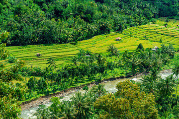 Obraz premium Beautiful rice field in Pupuan Bali Indonesia