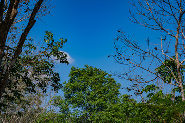 Foliage of trees leaves with blue sky nature background