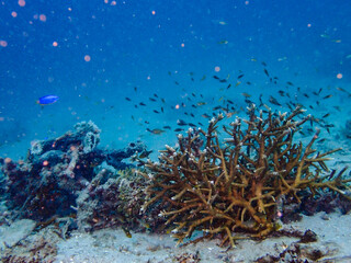 Beautiful sea creature at Gili Trawangan, Lombok