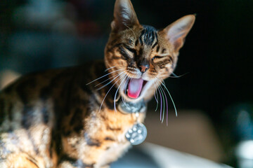 Bengal yawning