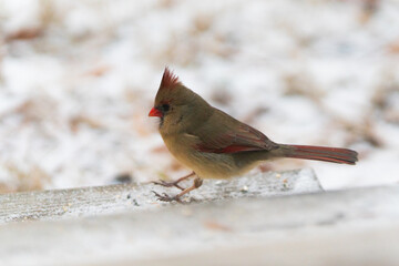 Female Cardinal