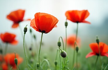 Obraz premium Red poppies blossom in green meadow. Sunlight illuminates vibrant flowers on tall stems. Beautiful natural landscape. Vivid colors, gentle light. Springtime scene on field of flowers. Agriculture