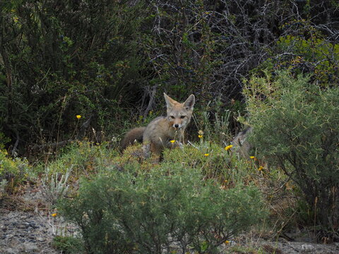 Zorro culpeo en la patagonia chilena