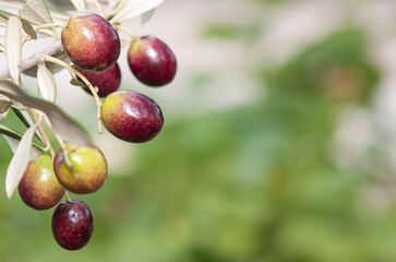 Olives are about to ripen and will be harvested soon