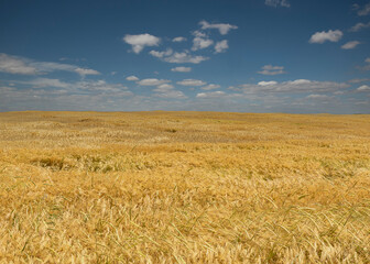 wheat field under blue sky at midday
