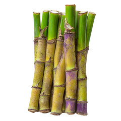 Obraz premium Fresh Sugar Cane Sticks Isolated on Transparent Background