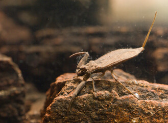 Water scorpion (Nepa cinerea). Predatory aquatic bug in the family Nepidae, with caudal process that acts as breathing tube. Sardinia, Italy