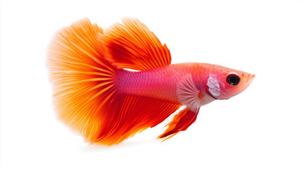 Fototapeta premium vibrant orange and pink betta fish with flowing fins swimming gracefully.