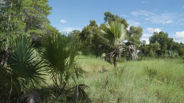 Footage of Copernicia prunifera palm, known as the 'tree of life,' native to northeastern Brazil, highlighting its iconic presence in the region.