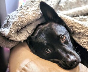 Cozy Black Dog Resting Under a Blanket - Heartwarming Pet Portrait