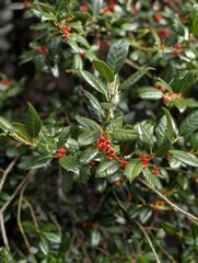 Holly branch with red berries and glossy green leaves