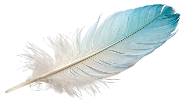 A delicate feather with an ombre gradient transitioning from white to soft pastel blue, intricately detailed with realistic textures and smooth edges on a transparent background.
