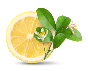 Juicy lemon and citrus plant branch isolated on white