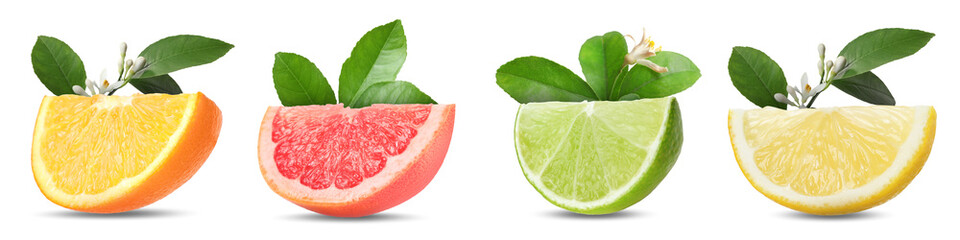 Citrus fruits slices and plant branches isolated on white, set