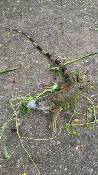 Small green iguana eating leaves, side view