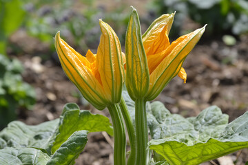 Obraz premium yellow squash flower in the garden